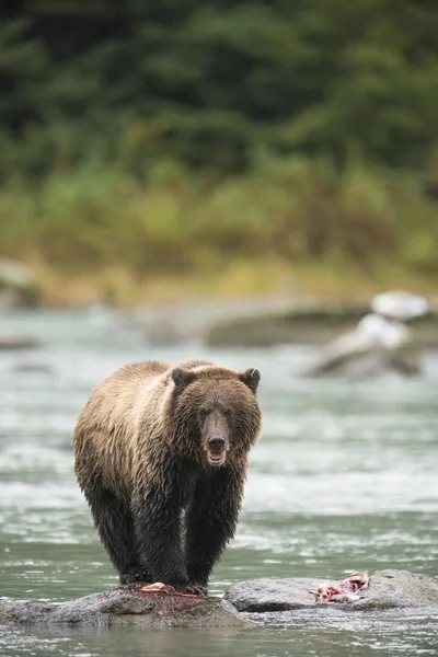 Brunbjörn Ursus Arctos Chilkoot River Haines Alaska Förenta Staterna Nordamerika — Stockfoto