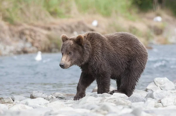 Orso Bruno Ursus Arctos Novellame Katmai National Park Alaska Stati — Foto Stock