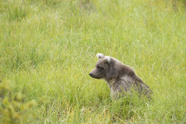 Ursus Arctos 알래스카의 아메리카 — 스톡 사진