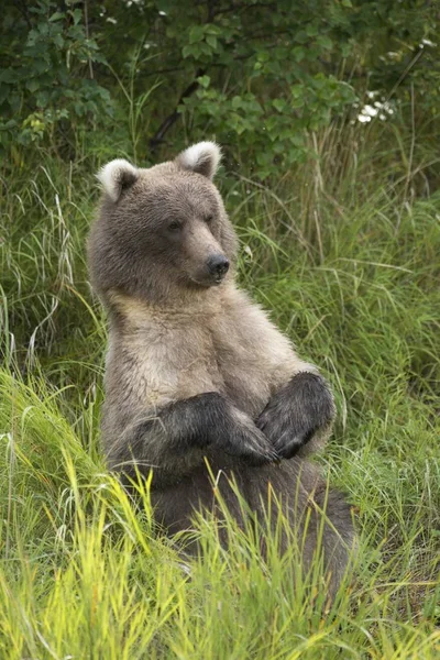 Бурый Медведь Ursus Arctos Сидящий Прямо Национальный Парк Катмай Аляска — стоковое фото