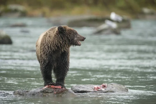 Brunbjörn Ursus Arctos Med Fiskrester Chilkoot River Haines Alaska Förenta — Stockfoto