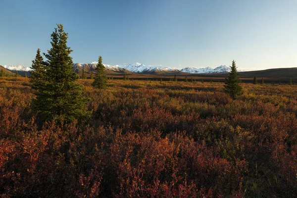 Autumnal Tundra Εθνικό Πάρκο Ντενάλι Αλάσκα Ηνωμένες Πολιτείες Βόρεια Αμερική — Φωτογραφία Αρχείου