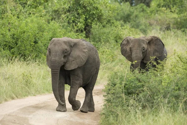 Африканские Слоны Loxodonta Afffa Идущие Дорожке Национальный Парк Королевы Елизаветы — стоковое фото