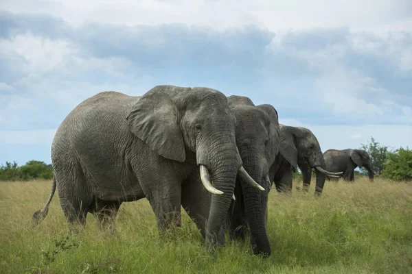 African Elephants Loxodonta Africana Queen Elizabeth National Park Uganda Africa — Stok fotoğraf