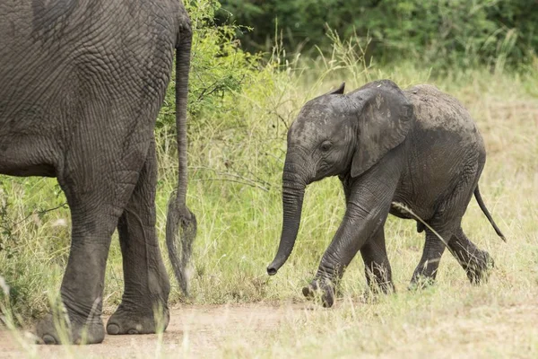 アフリカゾウ ロクソドン目アフリカ 雌に続く子牛 女王エリザベス国立公園 ウガンダ アフリカ — ストック写真