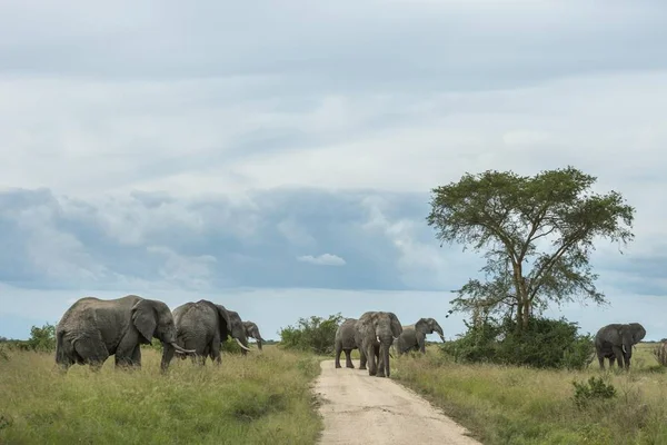 African Elephants (Loxodonta africana), herd on road, Queen Elizabeth National Park, Uganda, Africa