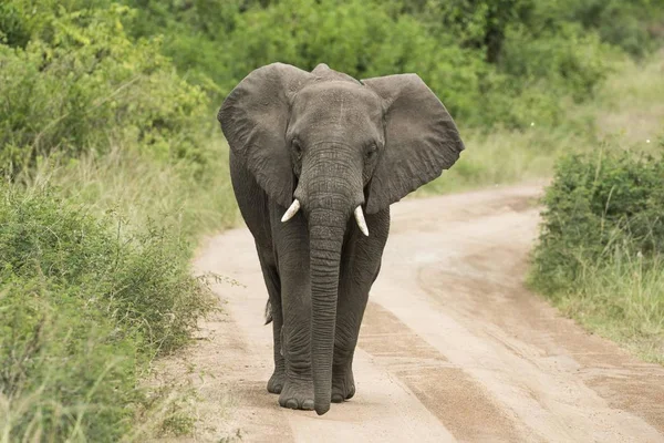 Elefante Africano Loxodonta Africana Che Cammina Lungo Una Pista Parco — Foto Stock