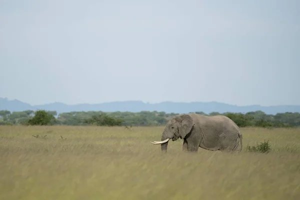 Eléphant Afrique Loxodonta Africana Parc National Reine Elizabeth Ouganda Afrique — Photo