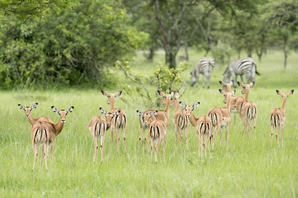 Impalas Aepyceros Melampus の群れ 背中のゼブラス ムブロ湖国立公園 ウガンダ アフリカ — ストック写真