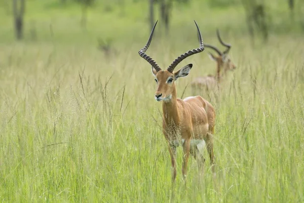 Impala Aepyceros Melampus Lake Mburo Nationalpark Uganda Afrika — Stockfoto