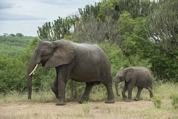 Elefanti Africani Loxodonta Africana Femmina Con Vitello Parco Nazionale Della — Foto Stock