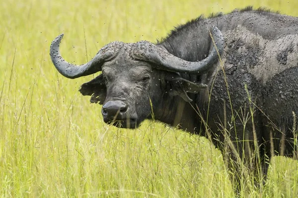 Cape Buffalo Syncerus Caffer Lake Mburo Nemzeti Park Uganda Afrika — Stock Fotó