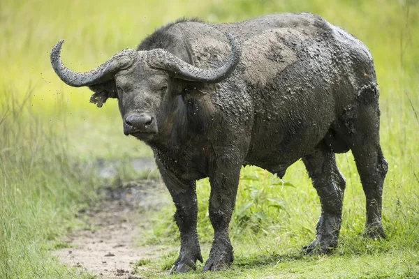 Capo Buffalo Syncerus Caffer Parco Nazionale Del Lago Mburo Uganda — Foto Stock