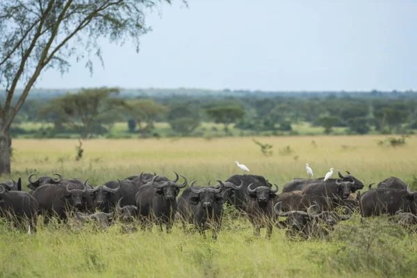 Przylądek Buffaloes Syncerus Caffer Park Narodowy Jezioro Mburo Uganda Afryka — Zdjęcie stockowe