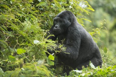 Mountain Gorilla, Bwindi Impenetrable National Park, Uganda, Africa clipart