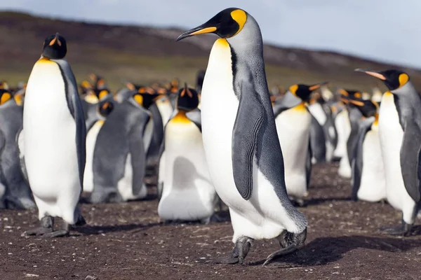 Roi Pingouins Vue Rapprochée Sur Fond Scénique — Photo