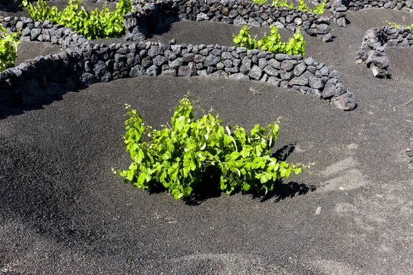 Vinodling Vinrankor Som Växer Lava Skyddade Från Vinden Lavaväggar Torr — Stockfoto