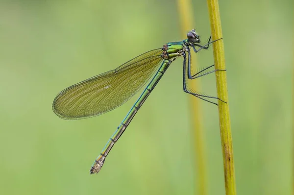 Banded Demoiselle Close Vista Sobre Fundo Borrado — Fotografia de Stock