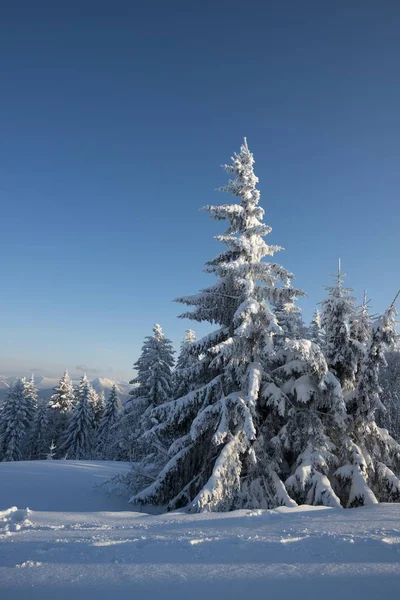 Alberi Innevati Paesaggio Invernale Sul Gaisberg Salisburgo Austria Europa — Foto Stock