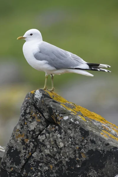 Fekete Lábú Kittiwake Közelkép Homályos Háttér — Stock Fotó