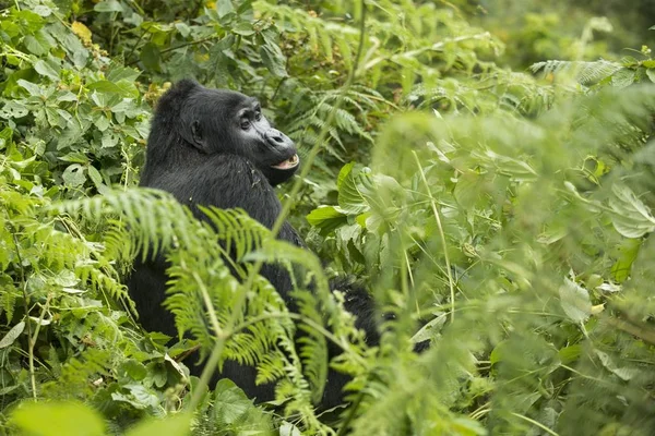 Gorila Montaña Parque Nacional Impenetrable Bwindi Uganda África — Foto de Stock
