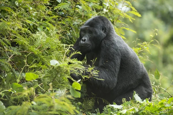 Gorila Montaña Parque Nacional Impenetrable Bwindi Uganda África —  Fotos de Stock