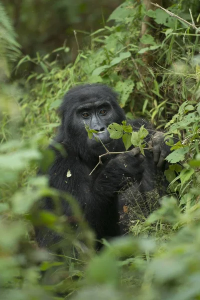 Vue Mignon Singe Dans Nature — Photo