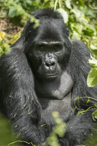 Berg Gorilla Man Bwindi Ogenomtränglig Nationalpark Uganda Afrika — Stockfoto
