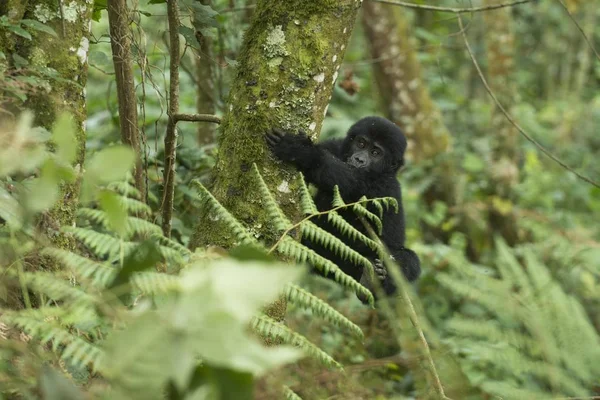 Gorila Montaña Joven Parque Nacional Impenetrable Bwindi Uganda África — Foto de Stock