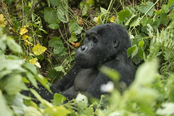 Gorila Montaña Parque Nacional Impenetrable Bwindi Uganda África — Foto de Stock