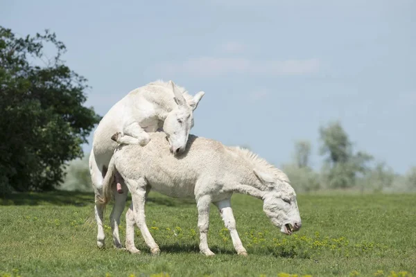 Austria-Hungarian white donkey or Baroque Donkey, male mounting mare, National Park Lake Neusiedl, Burgenland, Austria, Europe