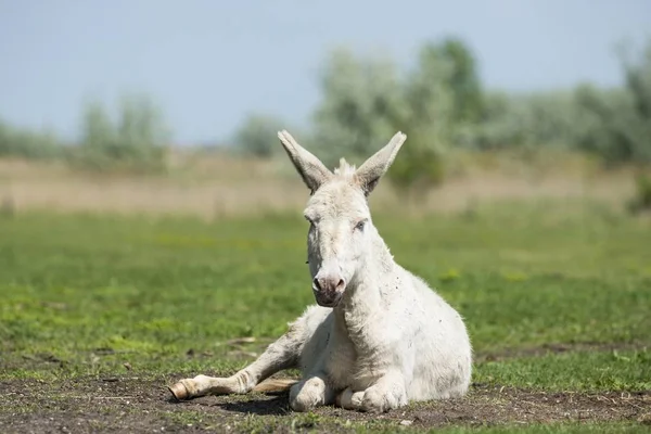 Austria Hungarian White Donkey Baroque Donkey Pasture National Park Lake — Stockfoto