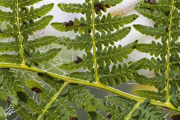 有蜘蛛网和露珠滴的真蕨类 Polypodiopsida Filicopsida — 图库照片