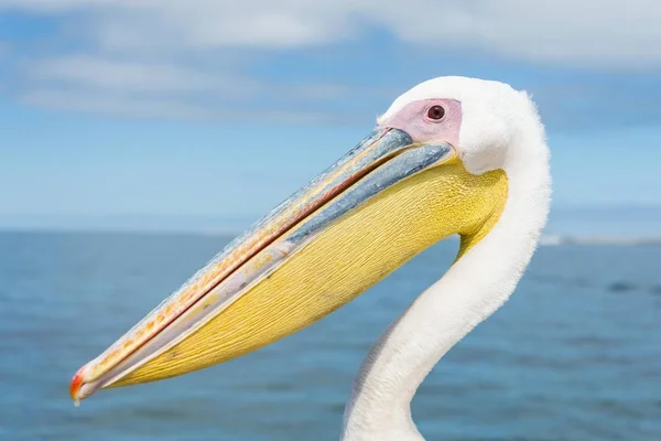 Pelicano Branco Grande Retrato Walvis Bay Namíbia África — Fotografia de Stock