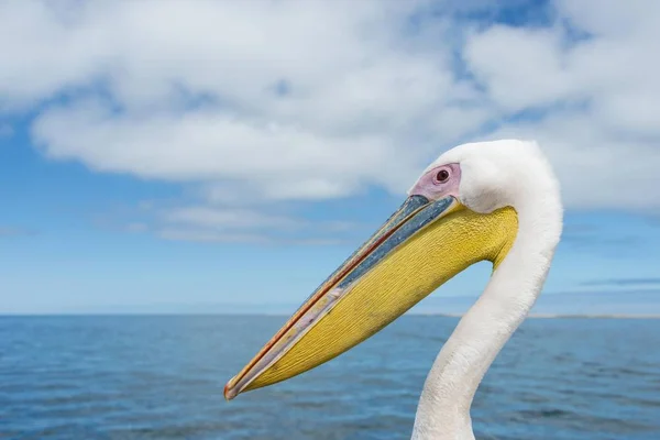 Great White Pelican Walvis Bay Namibia Africa — Stockfoto