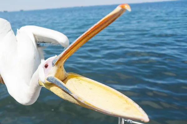 Большой Белый Пеликан Открытым Маяком Уолфиш Бей Нибия Африка — стоковое фото