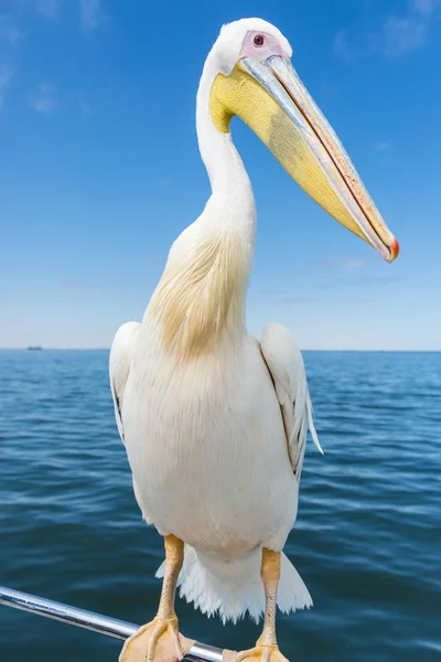 Großer Weißer Pelikan Sitzt Auf Der Reling Des Bootes Walvis — Stockfoto
