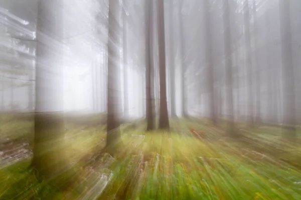 Impressões Uma Floresta Outonal Hesse Alemanha Europa — Fotografia de Stock