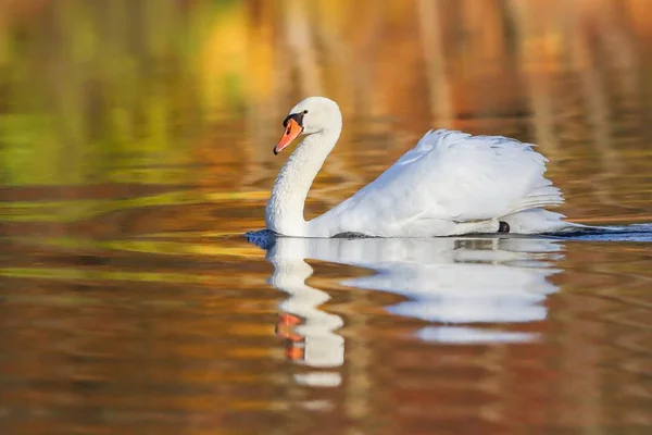 Cisne Mudo Las Aguas Color Otoñal — Foto de Stock