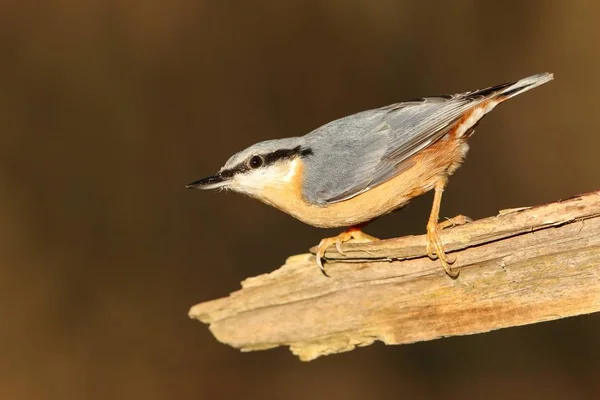 Eurasian Nuthatch Closeup View Blurred Background — Stock Photo, Image