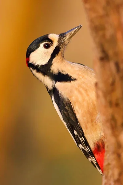 Grande Manchado Woodpecker Close Vista — Fotografia de Stock