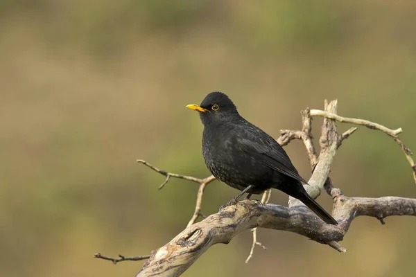 Merlo Turdus Merula Maschio Tirolo Austria Europa — Foto Stock