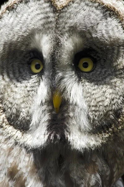 Great Grey Owl Strix Nebulosa Cativeiro Tirol Oriental Áustria Europa — Fotografia de Stock