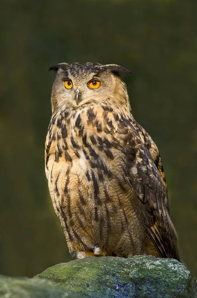 ユーラシア イーグル フクロウ バイエルン森林国立公園 バイエルン州 ドイツ ヨーロッパ — ストック写真