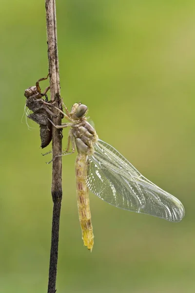 Ibxano04031085.jpg — Stockfoto