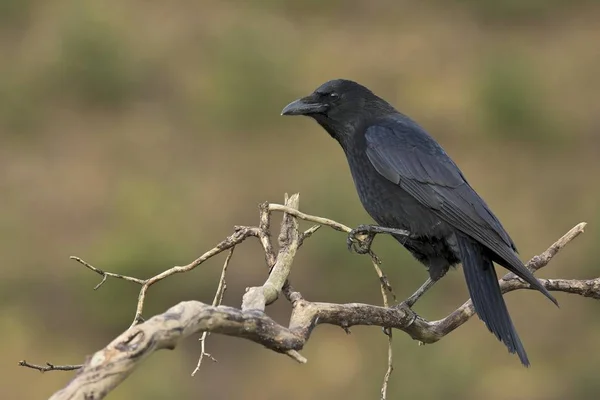 Carrion Crow Corvus Corone Tyrol Austria Europe — 图库照片