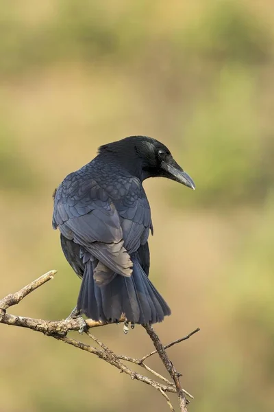 Carrion Crow Corvus Corone Tirol Austria Europa —  Fotos de Stock
