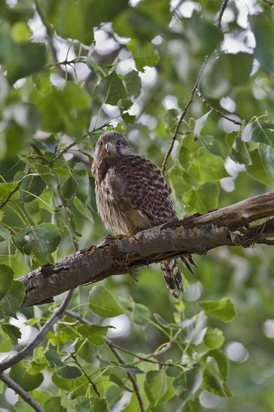 Common Kestrel Falco Tinnunculus Young Burgenland Austria Europe — 스톡 사진