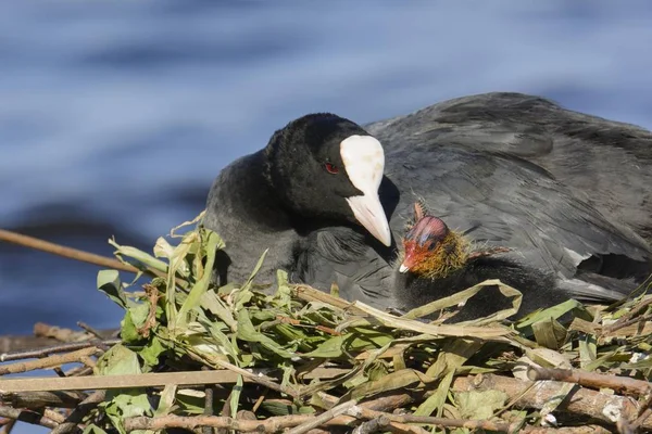 Coot Eurasian Fulica Atra Pássaro Adulto Com Pintinho Ninho Perto — Fotografia de Stock