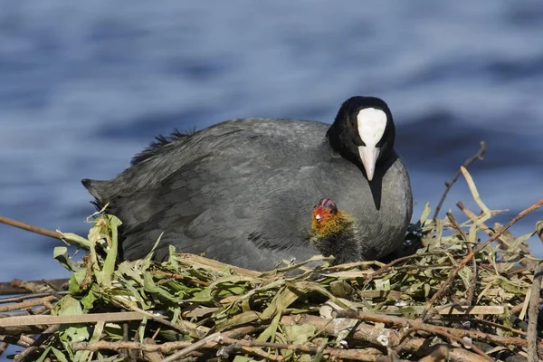 Eurasian Coot Fulica Atra Ave Adulta Con Polluelo Nido Junto —  Fotos de Stock